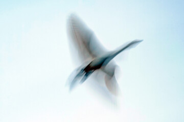 Migratory swans in Sorkhrud Wetland