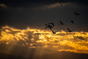 Cygnes migrateurs dans la zone humide de Sorkhrud au nord de l’Iran 