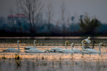 Cygnes migrateurs dans la zone humide de Sorkhrud au nord de l’Iran 