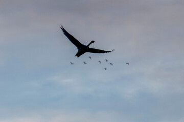 Cygnes migrateurs dans la zone humide de Sorkhrud au nord de l’Iran 