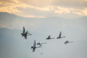 Cygnes migrateurs dans la zone humide de Sorkhrud au nord de l’Iran 