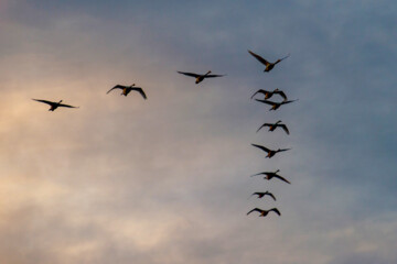 Cygnes migrateurs dans la zone humide de Sorkhrud au nord de l’Iran 