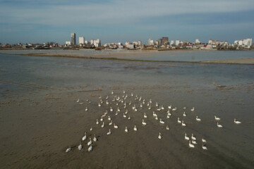 Migratory swans in Sorkhrud Wetland