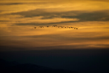 Cygnes migrateurs dans la zone humide de Sorkhrud au nord de l’Iran 