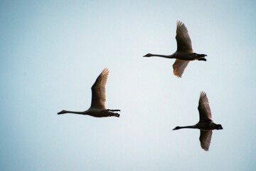 Migratory swans in Sorkhrud Wetland