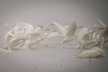 Cygnes migrateurs dans la zone humide de Sorkhrud au nord de l’Iran 