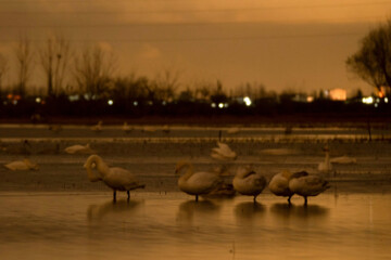 Migratory swans in Sorkhrud Wetland