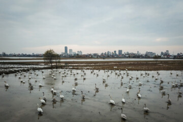 Migratory swans in Sorkhrud Wetland