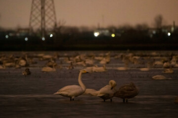 Migratory swans in Sorkhrud Wetland