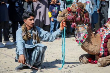 ‘Camel, Gold of Desert’ Festival