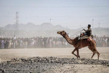 ‘Camel, Gold of Desert’ Festival