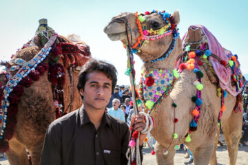 Un Festival intitulé « Chameau, l’or du désert » a eu lieu jeudi soir (9 février 2024) dans la ville de Qale Ganj. On compte plus de 20 000 chameaux au sud de Kerman, et cette région se classe au cinquième rang du pays en termes d'élevage de chameaux. (Photo : Fatemeh Eskandari »