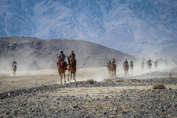 Se celebra el Festival de “Camello, oro de desierto” en Kerman