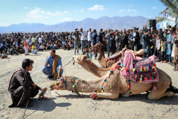 ‘Camel, Gold of Desert’ Festival