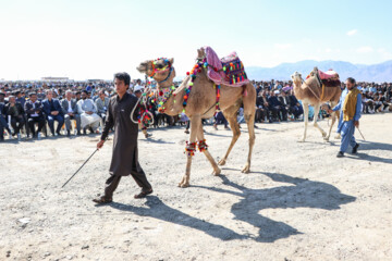 Un Festival intitulé « Chameau, l’or du désert » a eu lieu jeudi soir (9 février 2024) dans la ville de Qale Ganj. On compte plus de 20 000 chameaux au sud de Kerman, et cette région se classe au cinquième rang du pays en termes d'élevage de chameaux. (Photo : Fatemeh Eskandari »