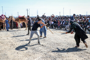 Un Festival intitulé « Chameau, l’or du désert » a eu lieu jeudi soir (9 février 2024) dans la ville de Qale Ganj. On compte plus de 20 000 chameaux au sud de Kerman, et cette région se classe au cinquième rang du pays en termes d'élevage de chameaux. (Photo : Fatemeh Eskandari »