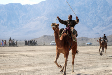 Un Festival intitulé « Chameau, l’or du désert » a eu lieu jeudi soir (9 février 2024) dans la ville de Qale Ganj. On compte plus de 20 000 chameaux au sud de Kerman, et cette région se classe au cinquième rang du pays en termes d'élevage de chameaux. (Photo : Fatemeh Eskandari »