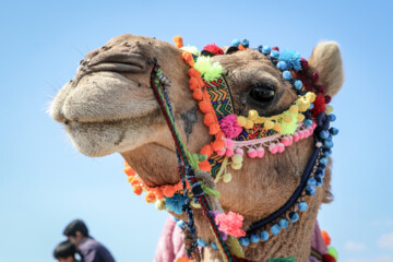 Se celebra el Festival de “Camello, oro de desierto” en Kerman