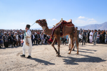 Se celebra el Festival de “Camello, oro de desierto” en Kerman