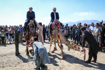 Se celebra el Festival de “Camello, oro de desierto” en Kerman