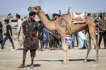 Se celebra el Festival de “Camello, oro de desierto” en Kerman