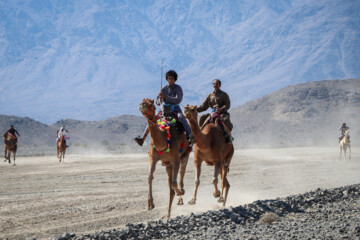 Se celebra el Festival de “Camello, oro de desierto” en Kerman