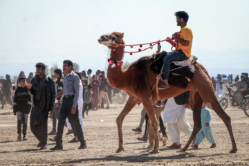Un Festival intitulé « Chameau, l’or du désert » a eu lieu jeudi soir (9 février 2024) dans la ville de Qale Ganj. On compte plus de 20 000 chameaux au sud de Kerman, et cette région se classe au cinquième rang du pays en termes d'élevage de chameaux. (Photo : Fatemeh Eskandari »