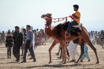 Se celebra el Festival de “Camello, oro de desierto” en Kerman