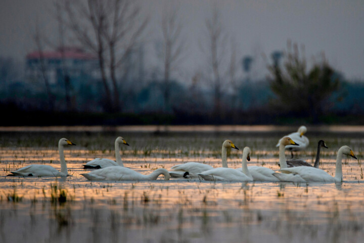 ارزش هر هکتار از تالابهای شادگان و هورالعظیم بیش از ۷۰ هزار دلار است