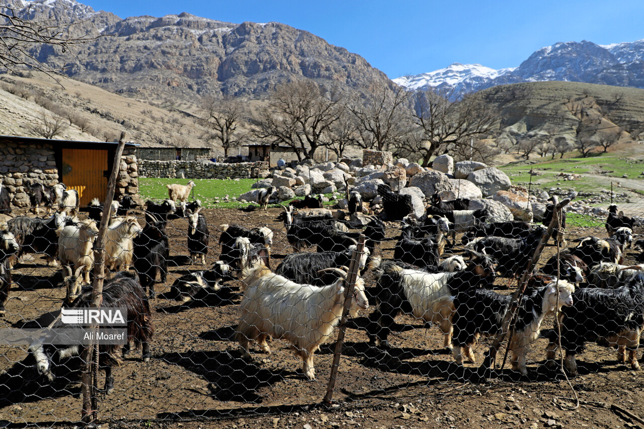 کاهش ۴۱ درصدی رخداد کانون‌های بیماری مربوط به جمعیت دامی خوزستان