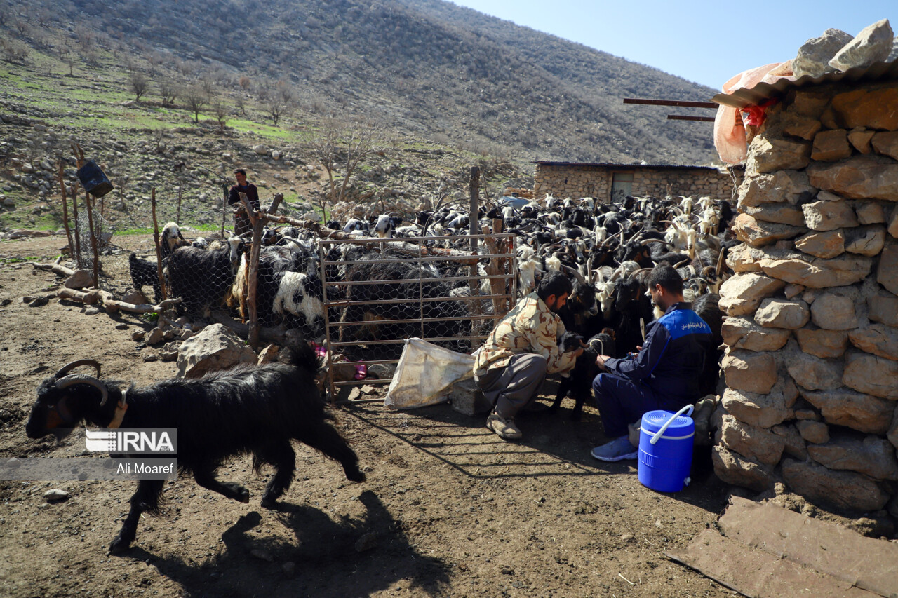 واکسیناسیون چهار میلیون دام‌ خوزستان علیه بیماری طاعون نشخوارکنندگان آغاز شد