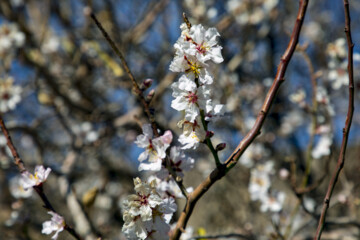شکوفه های زمستانی در مهریز یزد