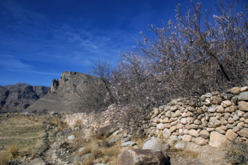 شکوفه های زمستانی در مهریز یزد