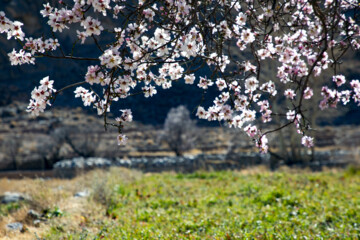 شکوفه های زمستانی در مهریز یزد