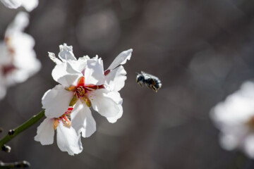 شکوفه های زمستانی در مهریز یزد