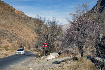 شکوفه های زمستانی در مهریز یزد