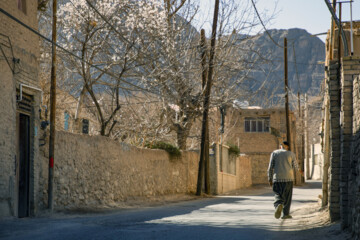 شکوفه های زمستانی در مهریز یزد