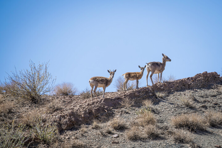۱۵۴ گونه جانوری کشور در خطر انقراض/ سند راهبردی حفاظت از تنوعزیستی تهیه میشود