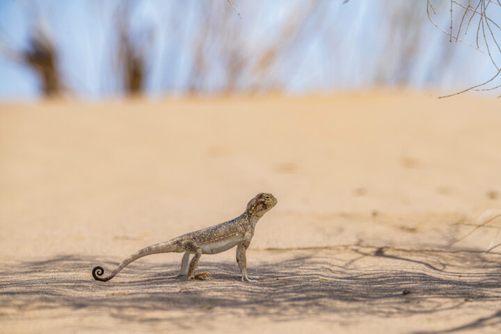 تغییر جنسیت دوزیستان تا سردرگمی حیاتوحش در زیستگاه؛برخی اثرات تغییر اقلیم 2 تغییر جنسیت دوزیستان تا سردرگمی حیاتوحش در زیستگاه؛برخی اثرات تغییر اقلیم