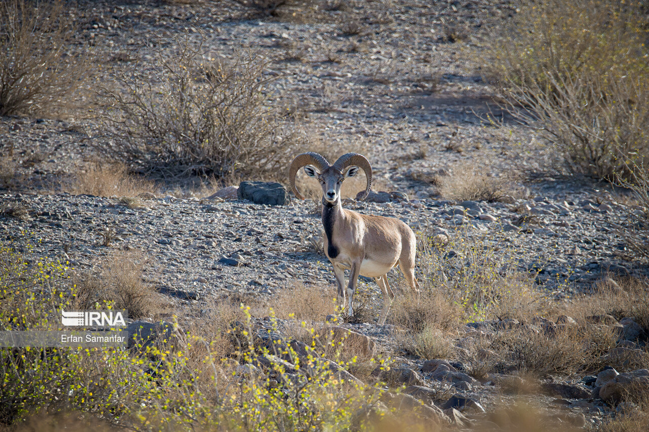 خشکسالی قاتل حیات وحش بوشهر خشکسالی قاتل حیات وحش بوشهر