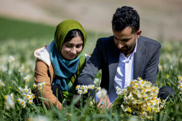 نذر گل نرگس