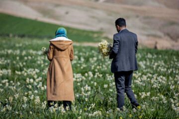 نذر گل نرگس