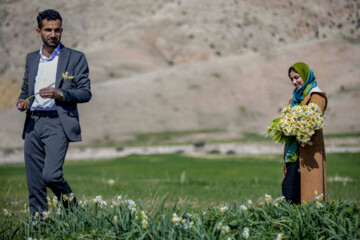 نذر گل نرگس