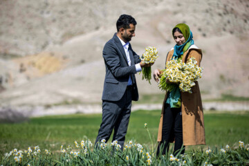 نذر گل نرگس