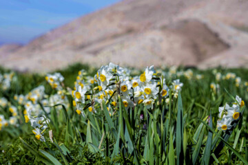 نذر گل نرگس