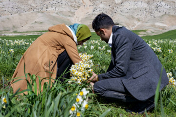 نذر گل نرگس