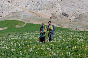 نذر گل نرگس