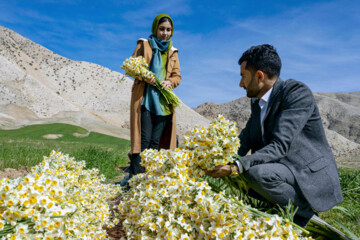نذر گل نرگس