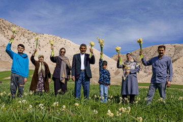 نذر گل نرگس