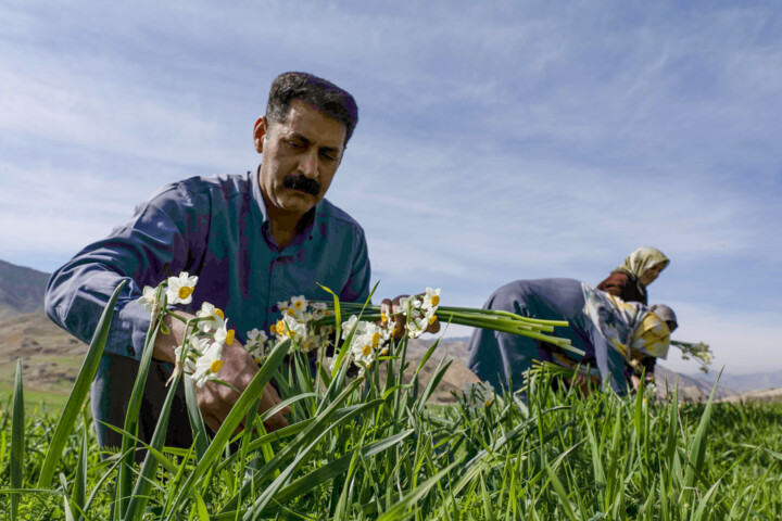 سرمایه گذاری افزون بر ۲ همت برای طرح های اشتغالزایی جهاد کشاورزی لرستان